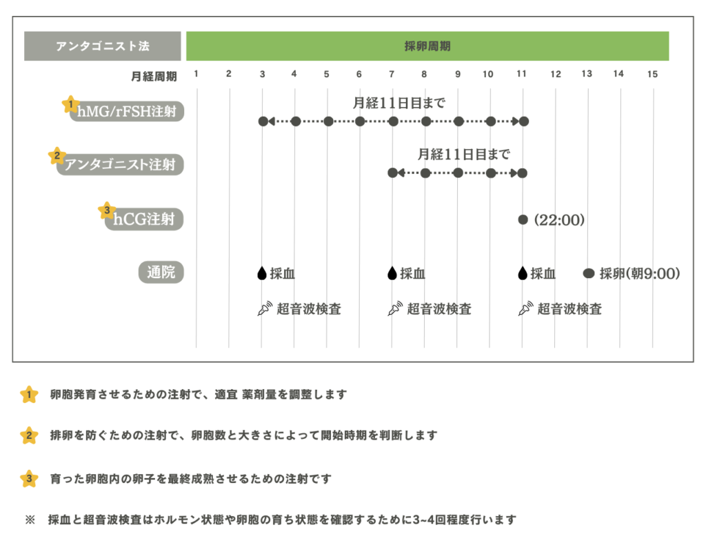 アンタゴニスト法のスケジュール